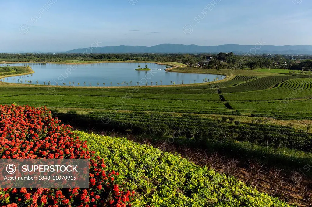 Boon Rawd Farm, Singha Park, tea plantations with a lake, tea gardens, Chiang Rai, Chiang Rai Province, Northern Thailand, Thailand