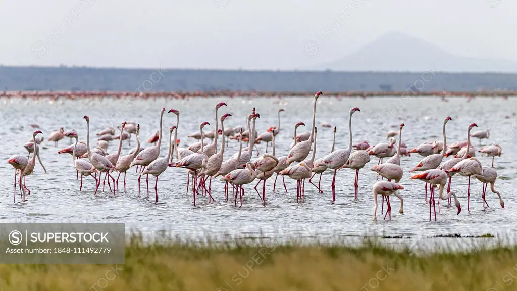 Flamingos (Phoenicopteriformes) standing in shallow water, Amboseli National Park, Kenya, Africa