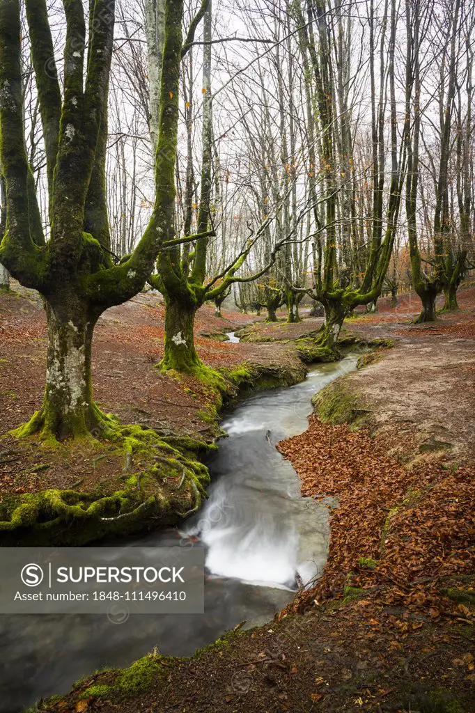 Gorbea Natural Park, Parque natural de Gorbea, Gorbeia, Basque Country province, Bizkaia province, Spain, Europe