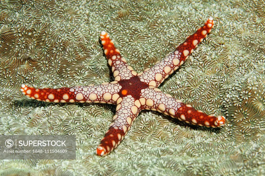 Necklace clearance sea star