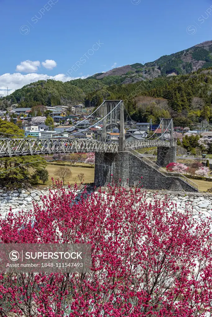 Momosuke Bridge, flowering cherry trees in spring, Japanese cherry blossom, Kiso Valley, Nagano, Japan, Asia