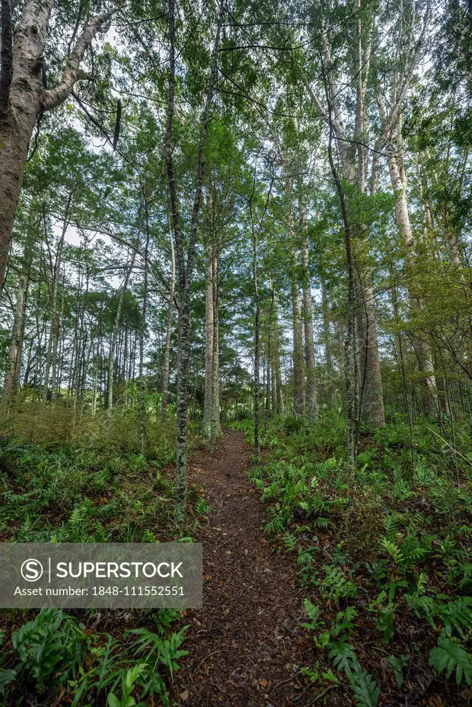 Path through Kauri Forest, Kauri Bushmans Memorial Scenic Reserve, Paparoa, Northland, North Island, New Zealand, Oceania