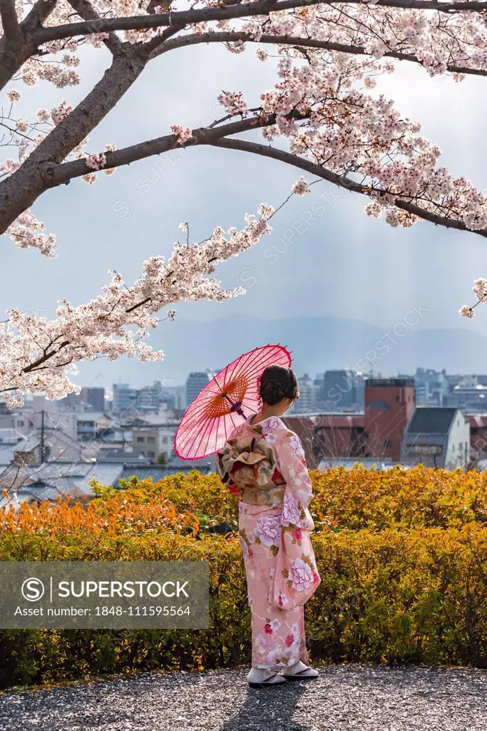 Japanese woman in traditional clothes, kimono and japanese sunshade under cherry  blossoms, Shimokawaracho, Kyoto, Japan, Asia - SuperStock