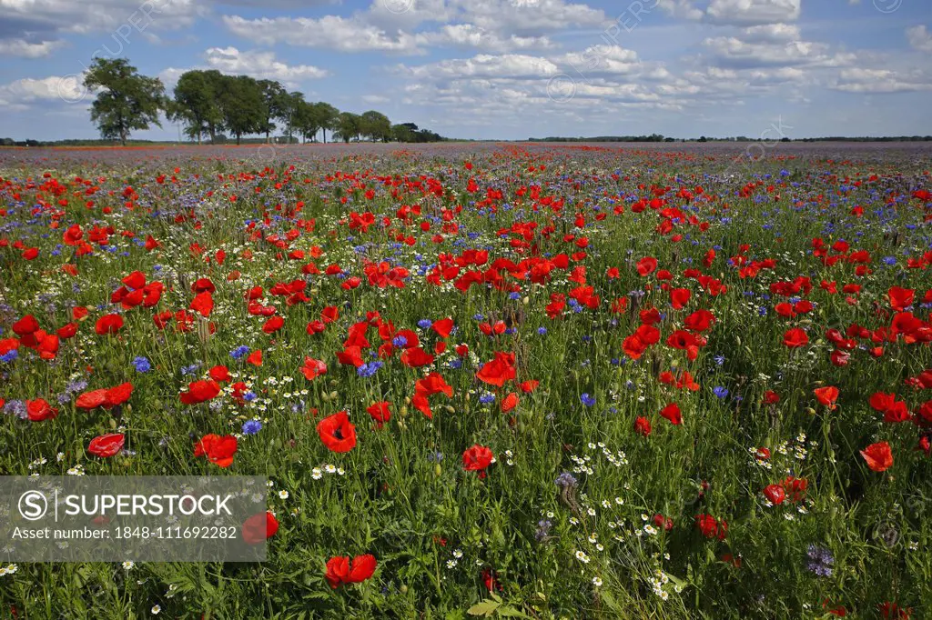 Corn poppy (Papaver rhoeas), Cornflowers (Centaurea cyanus), Bee Lover (Phacelia tanacetifolia) and Scentless mayweed (Tripleurospermum perforatum), M...