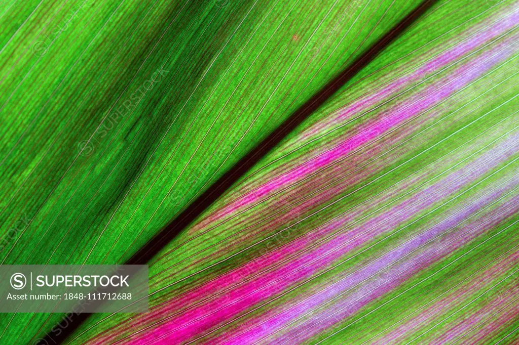 Cordyline (Cordyline), leaf, close-up, Costa Rica