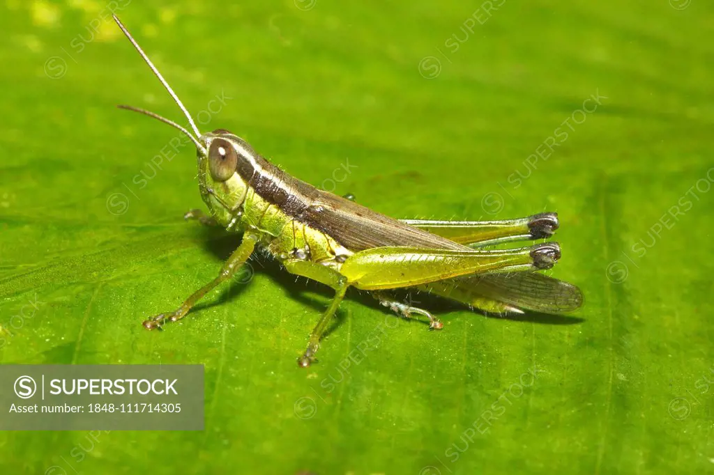 Slant-faced grasshopper (Gomphocerinae) on a green leaf, Mae Hong Son Province, Thailand