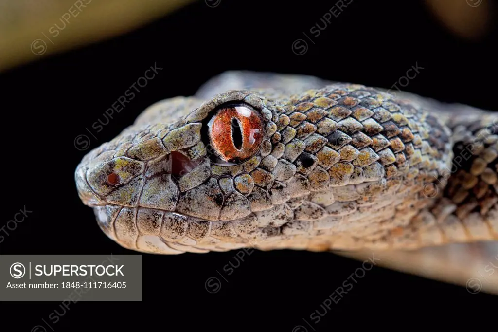 Hon Son Pit Viper (Trimeresurus honsonensis), animal portrait, captive, Vietnam