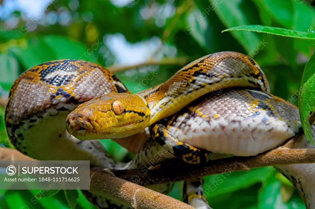 Reticulated python (Malayopython reticulatus), Juvenile. Sulawesi