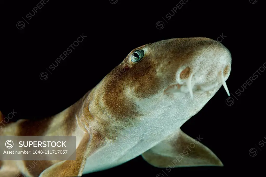 Grey bamboo shark (Chiloscyllium griseum), captive, Pacific