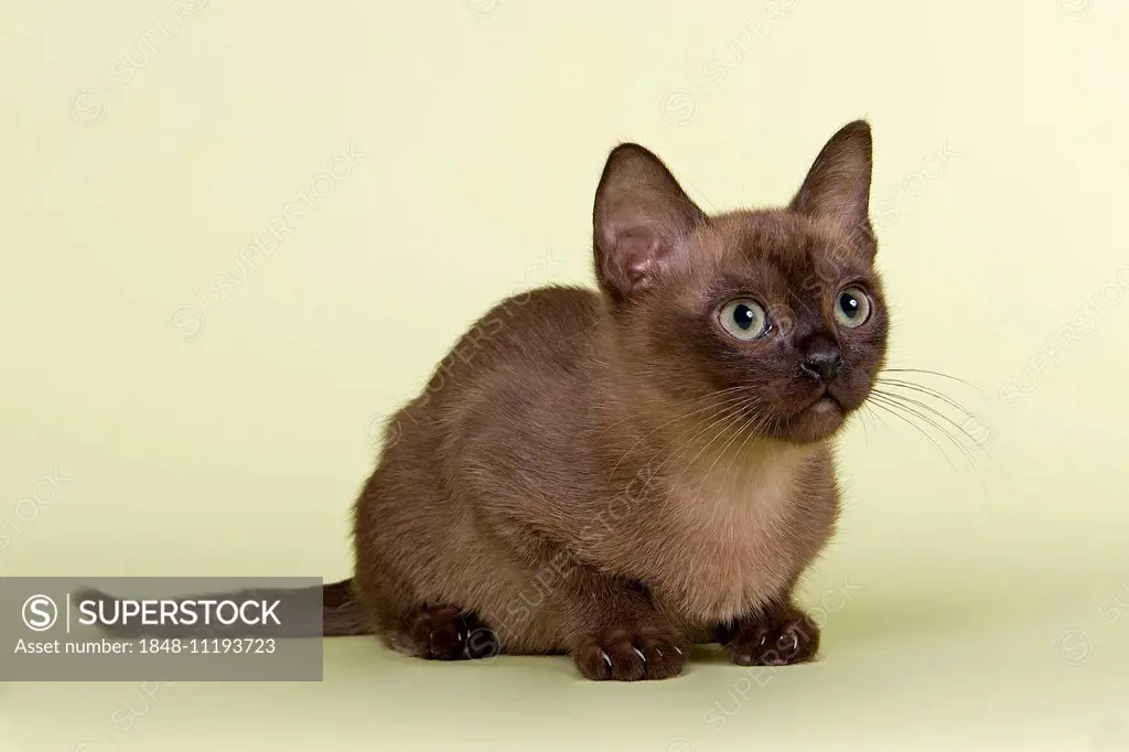 Burmese, cat breed, kitten, tomcat, 13 weeks, brown colour