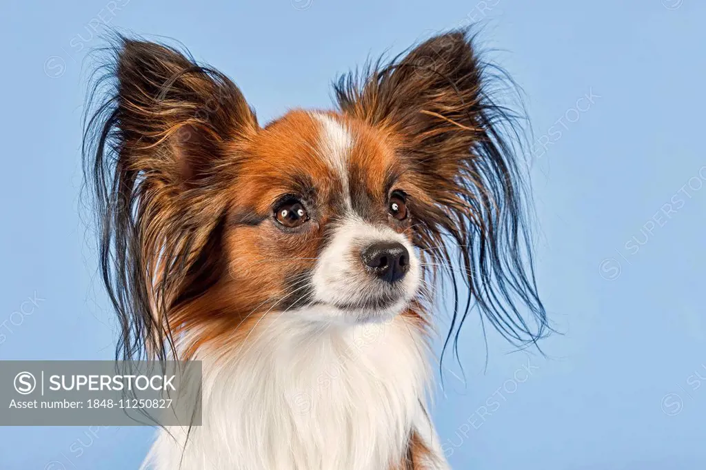 Papillon, male, 18 months, colour white sable