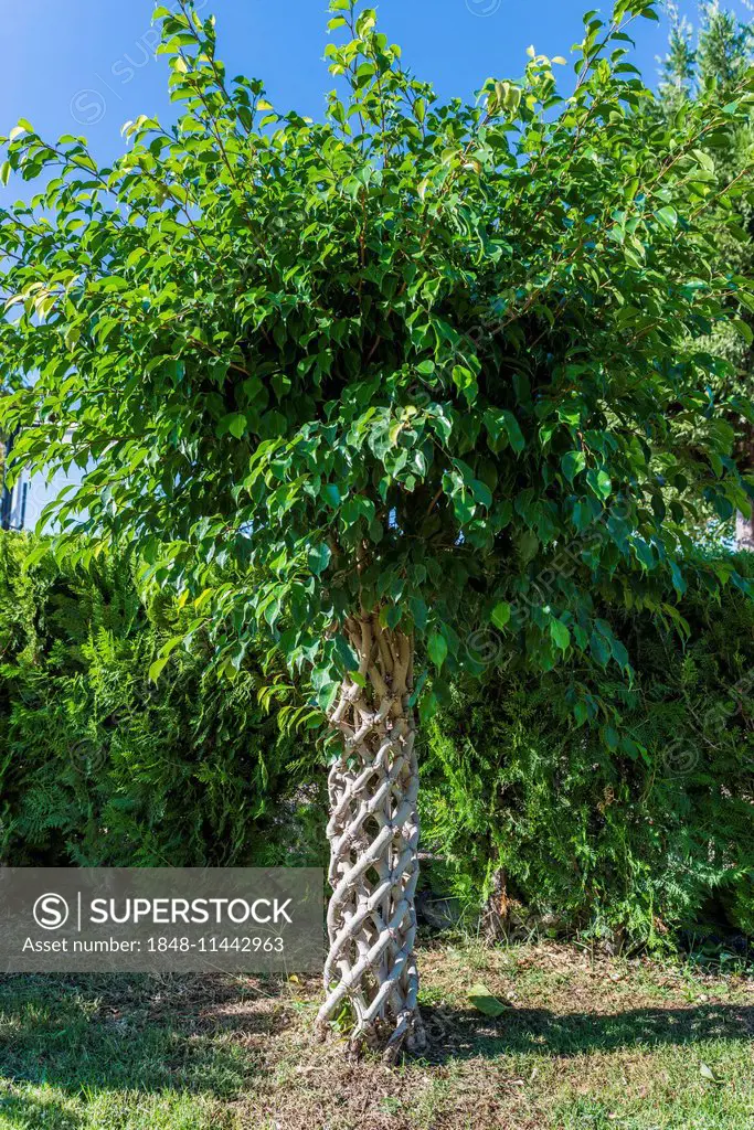 Weeping Fig (Ficus benjamina), braided trunks, Falez Park, Antalya, Turkey