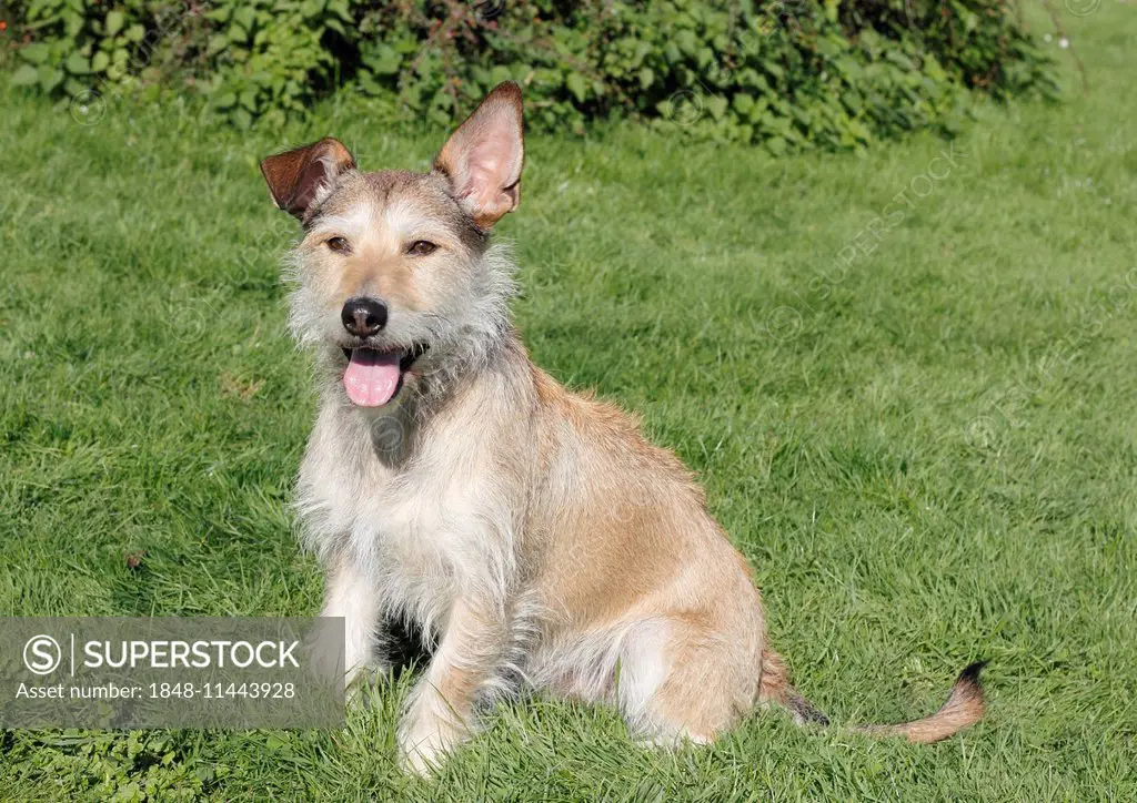 Podenco Terrier crossbreed sitting on grass