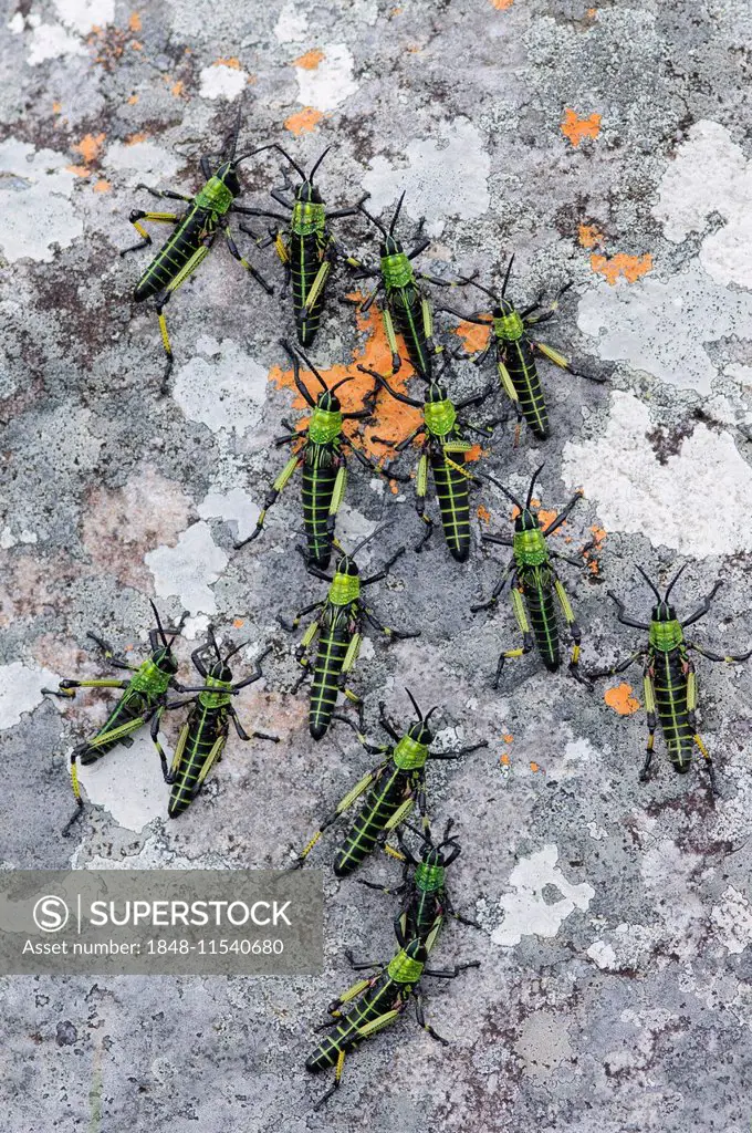 Green African locusts (Phymateus leprosus) on a lichen-covered rock, Mkambati Nature Reserve, Eastern Cape, South Africa