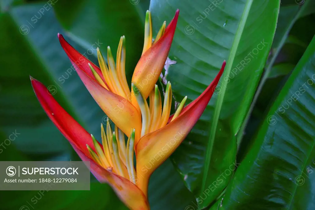 False Bird-Of-Paradise (Heliconia psittacorum), Heliconia hybrid, tropical plant, Reunion