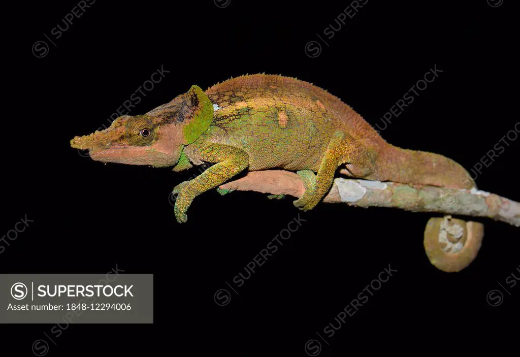 Green-eared Chameleon (Calumma malthe) in the rainforest, Mantadia National Park, Madagascar