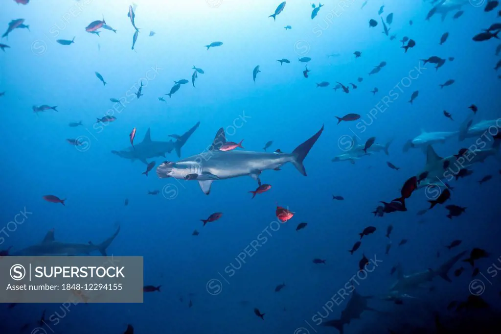 Scalloped Hammerhead Shark (Sphyrna lewini), Cocos Island, Costa Rica