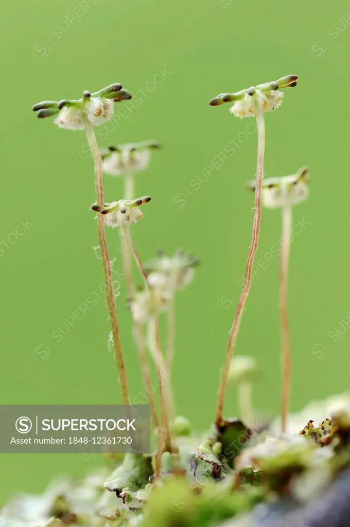 Common Liverwort or Green-tongue Liverwort (Marchantia polymorpha), gametophyte, North Rhine-Westphalia, Germany