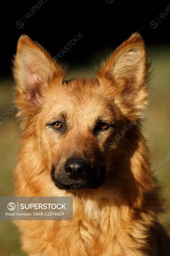 Dog, dog breed Harzer Fuchs