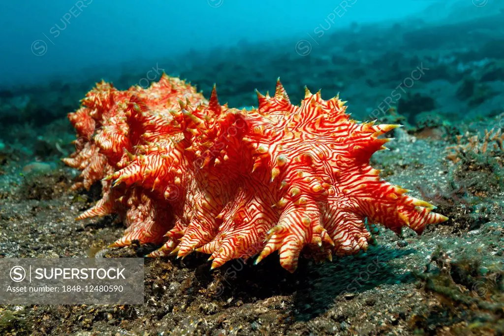 Red-striped sea cucumber (Thelenota rubralineata), Bali