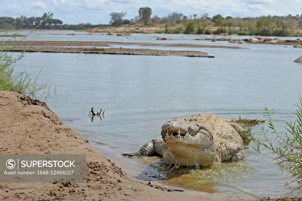 Nile crocodile (Crocodylus niloticus) lying in a river bank, Tsavo East National Park, Kenya