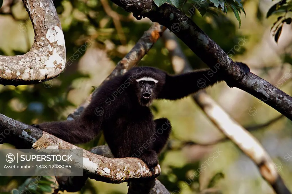 Hoolock Gibbon (Bunopithecus hoolock), male on the tree canopy, Arunachal Pradesh, Northeast India, India