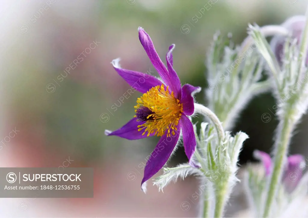 Pasque Flower (Pulsatilla vulgaris) with vignette