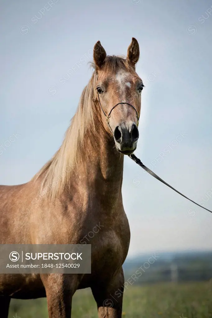 Arabian stallion, portrait