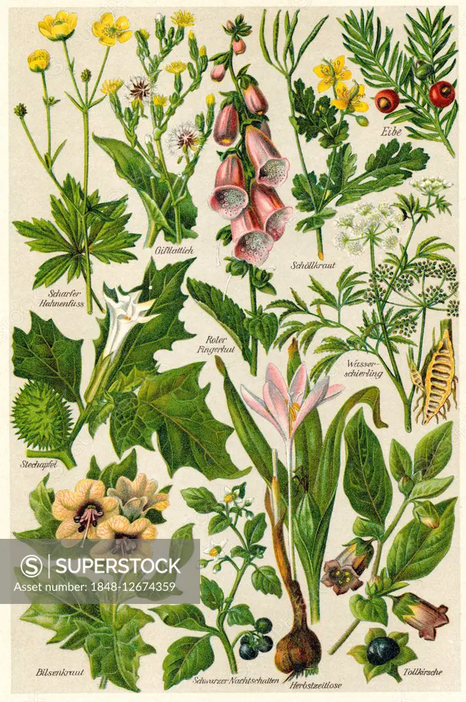 Illustration of poisonous plants