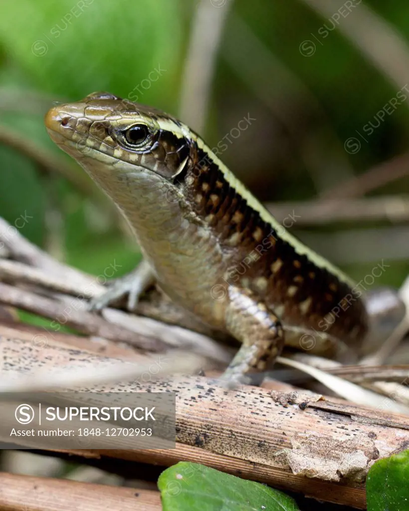 Madagascar girdled lizard (Zonosaurus madagascariensis), Rainforest, Marojejy National Park, Madagascar