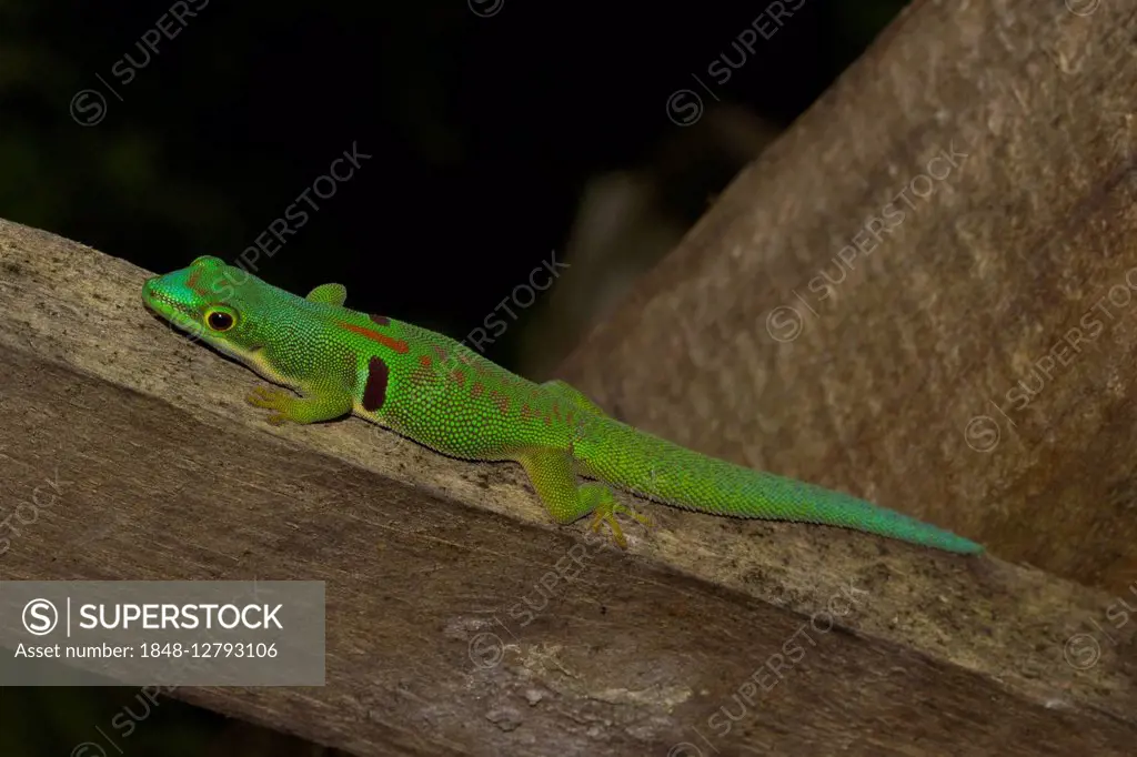 Peacock day gecko (Phelsuma quadriocellata lepida), Marojejy National Park rainforest, northeast Madagascar, Madagascar