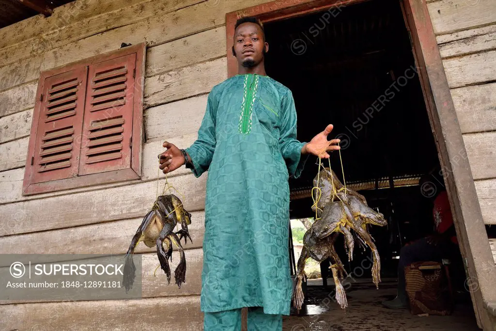 Frog catcher with live Goliath frogs (Conraua goliath), largest frog in the world, Kolla in Nkongsamba, Littoral Province, Cameroon