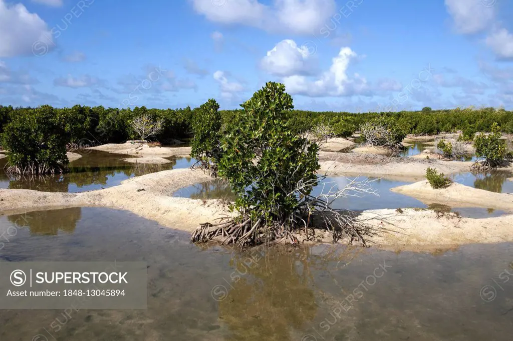 Landscape with mangroves, near Mahebourg, Mauritius