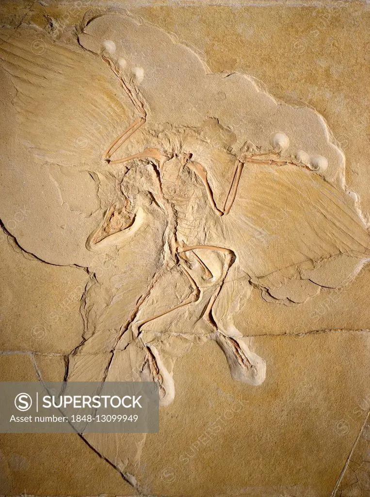 Worldwide most significant fossil of Archaeopteryx (Archaeopteryx lithographica), Naturkundemuseum, Natural history museum, Berlin, Germany