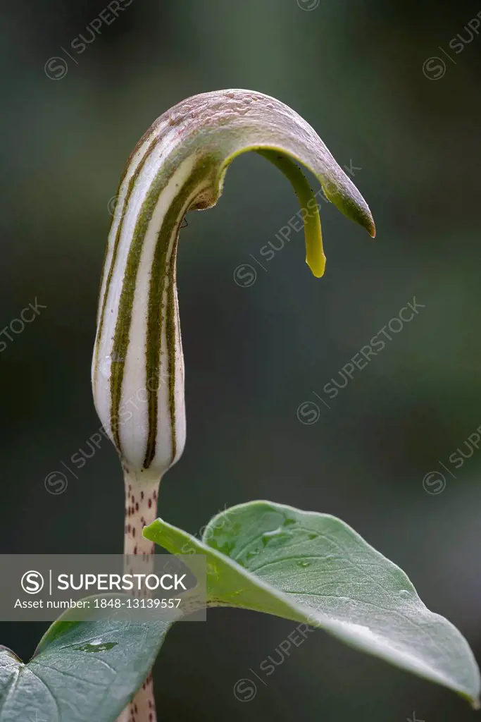 Friar's Cowl (Arisarum vulgare), Sardinia, Italy