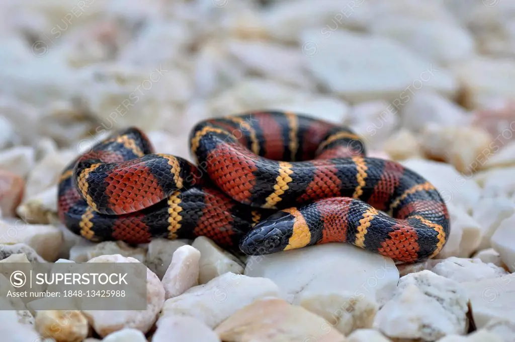 Tropical Kingsnake, Milk Snake (Lampropeltis triangulum), non venomous, Corozal district, Belize