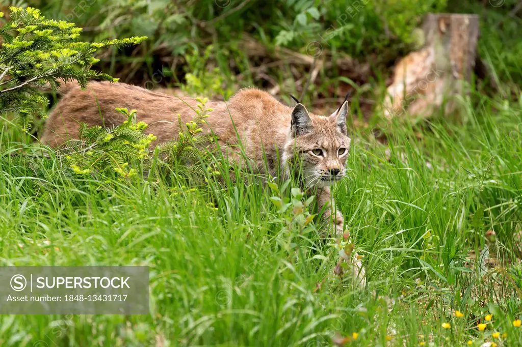 European lynx (Lynx lynx) stalking in the high grass, Bavaria, Germany