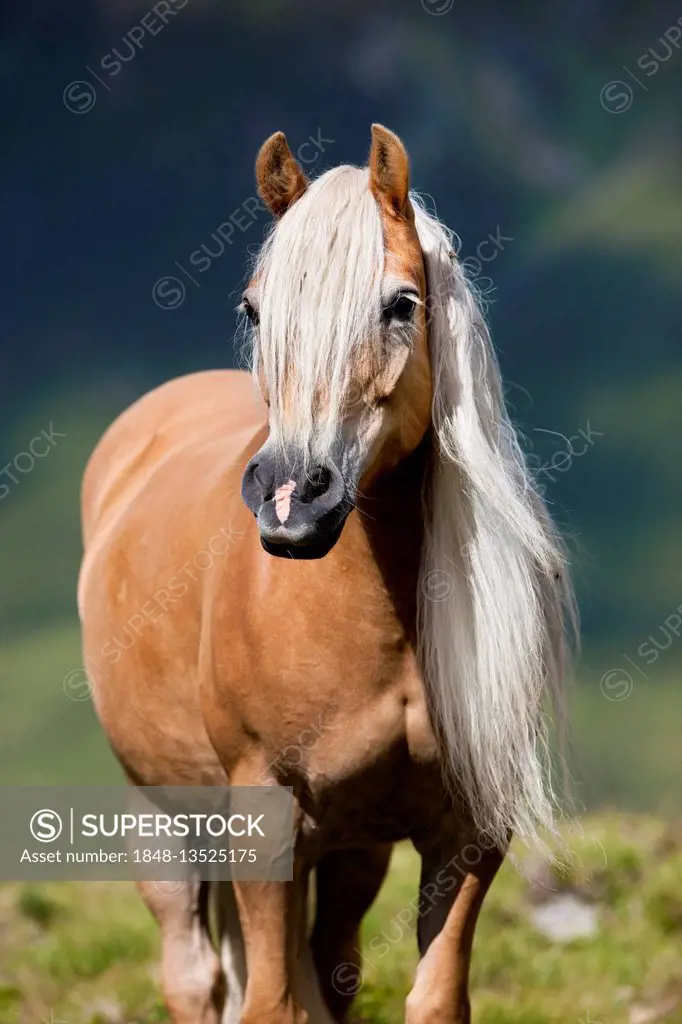 Haflinger with long mane on the alp, portrait, Kühtai, Tyrol, Austria