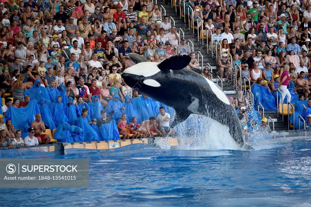 Orca (Orcinus orca) jumping out of the water, Orca show, Loro Parque, Puerto de la Cruz, Tenerife, Canary Islands, Spain