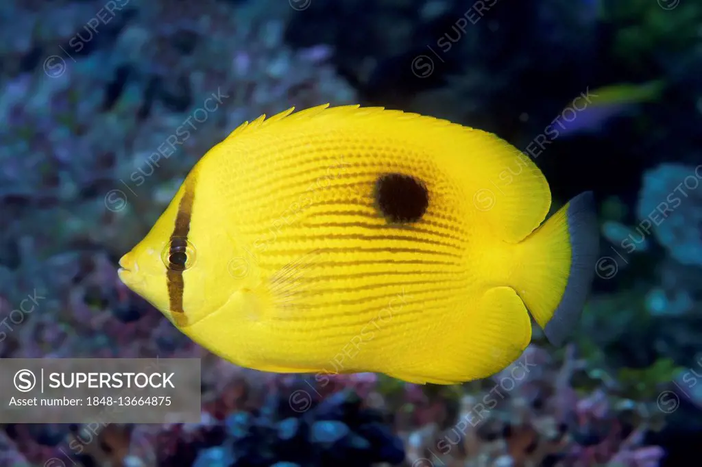 Zanzibar butterflyfish (Chaetodon zanzibariensis) Indian Ocean, Maldives