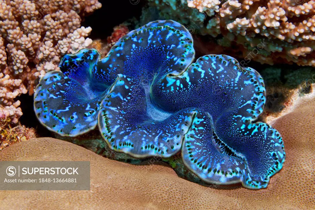 Maxima clam (Tridacna maxima) Indian Ocean, Maldives