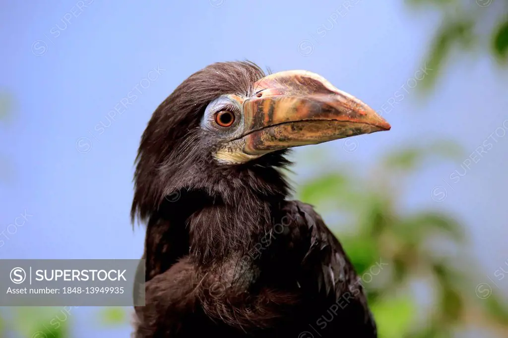 Visayan hornbill, (Penelopides panini panini), adult female, portrait, Occurrence Asia