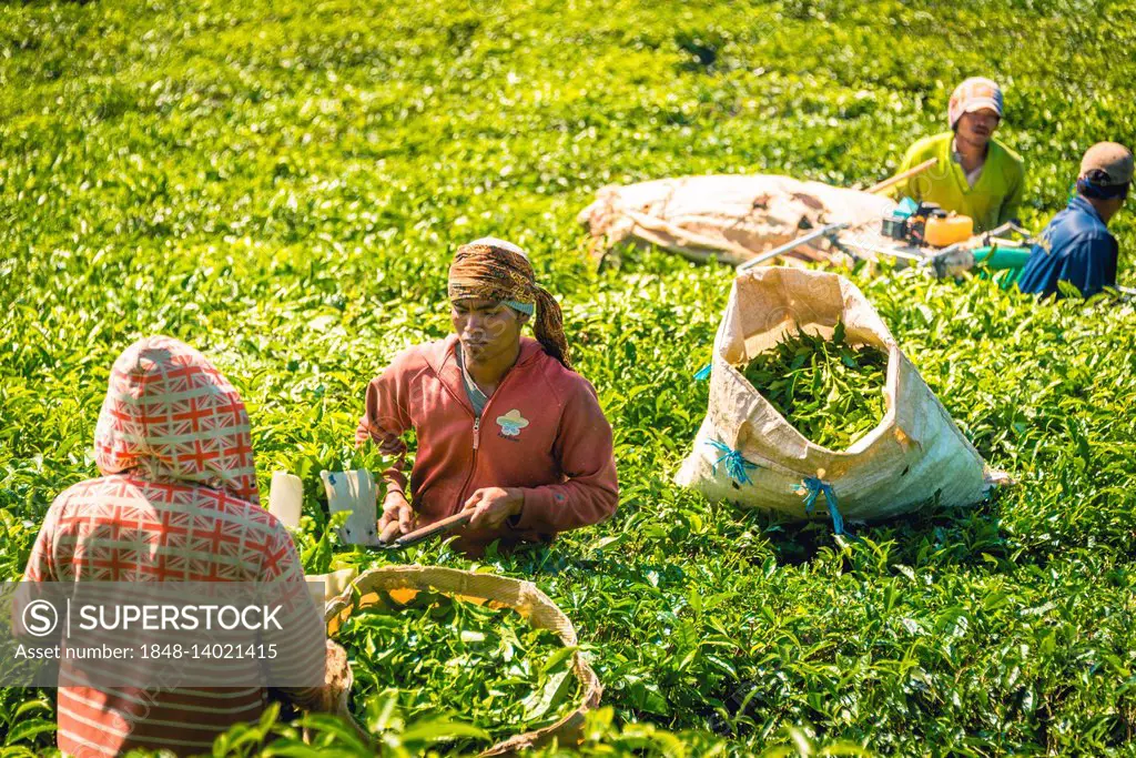 Local tea pickers harvest, pick tea, tea plantation, cultivation of tea, Cameron Highlands, Tanah Tinggi Cameron, Pahang, Malaysia