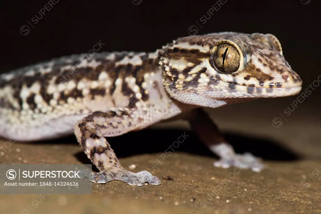 Mocquard's Madagascar Ground Gecko (Paroedura bastardi), Portrait, Isalo National Park, Madagascar