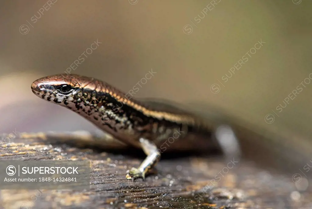 Skink (Madascinus melanopleura), Portrait, Andasibe National Park, Madagascar