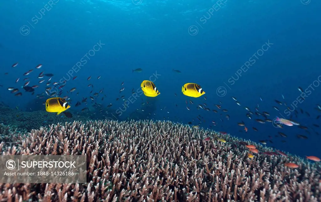 Raccoon butterflyfish (Chaetodon lunula), Nusa Lembongan, Bali, Indonesia