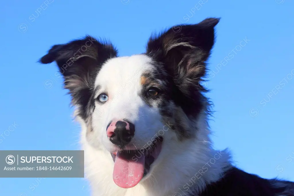 Australian Shepherd male, blue merle 5 months, portrait, Germany