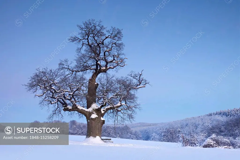 The oaktree  Winter trees, Winter landscape, Winter scenery