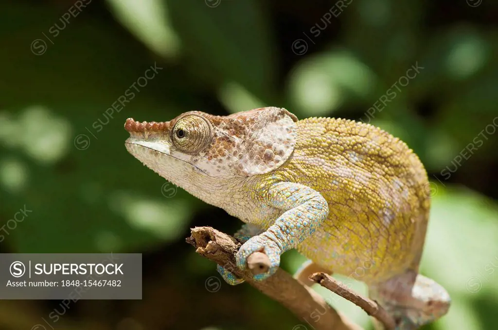 Elephant-eared Chameleon or Short-horned Chameleon (Calumma brevicornis), endemic, Madagascar, Africa