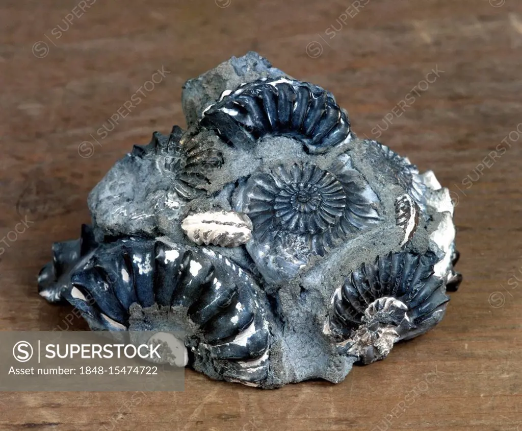 Ammonoidea, Ammonites